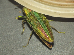 Evides elegans
