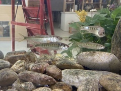 Opsariichthys bidens