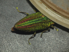 Evides elegans