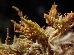 Claopodium whippleanum