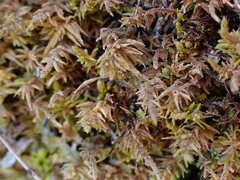 Claopodium whippleanum