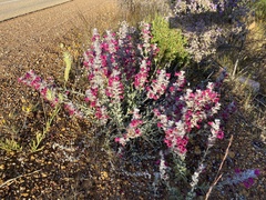 Dasymalla terminalis