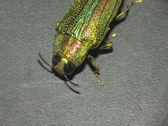 Evides elegans
