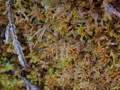 Claopodium whippleanum