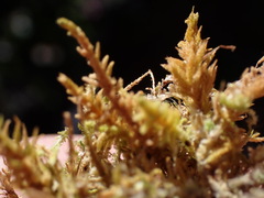 Claopodium whippleanum