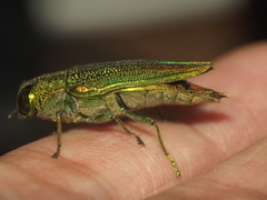 Evides elegans