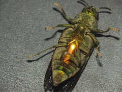Evides elegans
