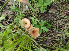 Fungi