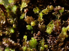 Marsupella sphacelata