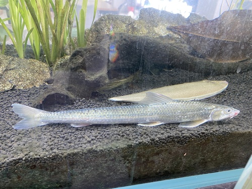 Dumeril's gudgeon (Saurogobio dumerili) — Cyprinidae — 2