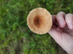 Fungi