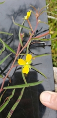 Ludwigia erecta