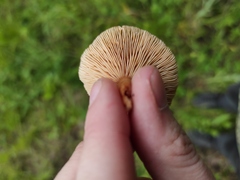 Fungi