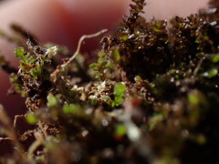 Marsupella sphacelata