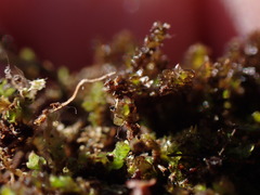 Marsupella sphacelata