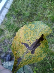 Melampsora epitea