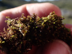 Marsupella sphacelata