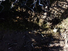 Marsupella sphacelata