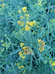 Euthamia graminifolia nuttallii