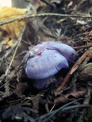 Cortinarius subsolitarius