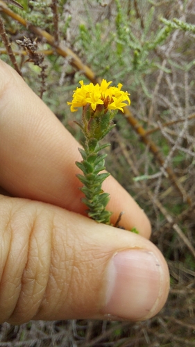 Athanasia capitata, photograph 6