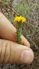 Athanasia capitata, photograph (c) Jacques van der Merwe, some rights reserved (CC BY-SA)