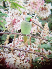 Psittacula krameri manillensis