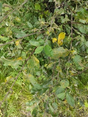 Melampsora epitea