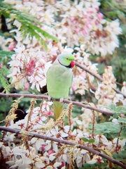 Psittacula krameri manillensis