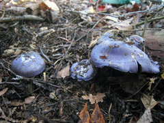 Cortinarius subsolitarius