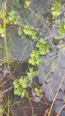 Oxalis natans