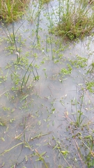 Oxalis natans
