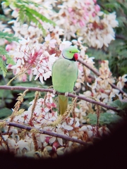 Psittacula krameri manillensis