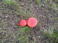 Amanita muscaria