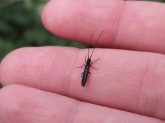 Theophilea subcylindricollis