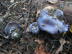 Cortinarius subsolitarius