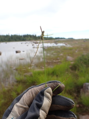 Carex viridula viridula