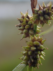 Carex viridula viridula