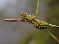 Carex viridula viridula