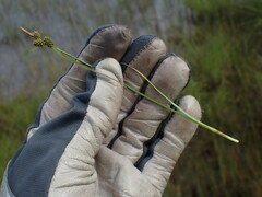 Carex viridula viridula