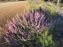 Dasymalla terminalis