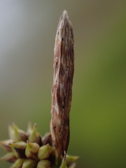 Carex viridula viridula