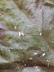 Illinoia liriodendri