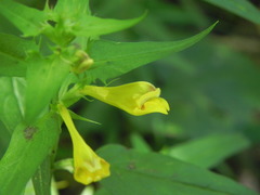 Melampyrum italicum