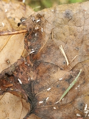 Illinoia liriodendri
