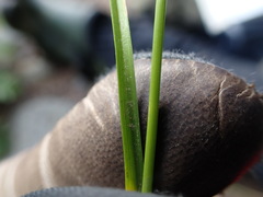 Carex viridula viridula