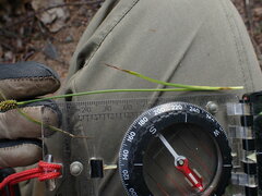 Carex viridula viridula