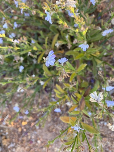 Scaevola hamiltonii, 2021-10-17