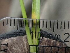 Carex viridula viridula