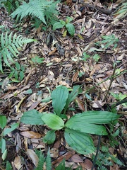 Calanthe triplicata